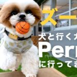 【シーズー犬】犬と行くカフェPerroに行ったよ