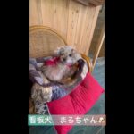 奄美LIFE🍚編〜ペット同伴可。奄美のドックカフェ🐶龍郷町にある安処さんにお邪魔しました♪