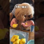 【犬連れにおすすめ】フレンチトーストが絶品！ドッグカフェが最高だった【所沢市】#shorts