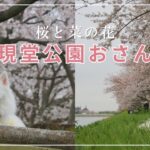 桜が満開の権現堂公園でお散歩！食堂カフェでランチ【日本スピッツ】