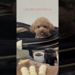 🐶同伴可の静カフェに行きました🍡　#トイプードル #ペット動画 #犬のいる暮らし #だんご#奈良県 #古民家 #古民家カフェ