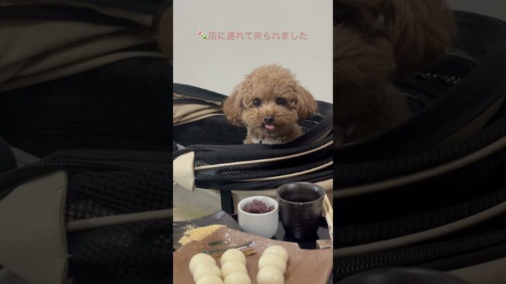 🐶同伴可の静カフェに行きました🍡　#トイプードル #ペット動画 #犬のいる暮らし #だんご#奈良県 #古民家 #古民家カフェ