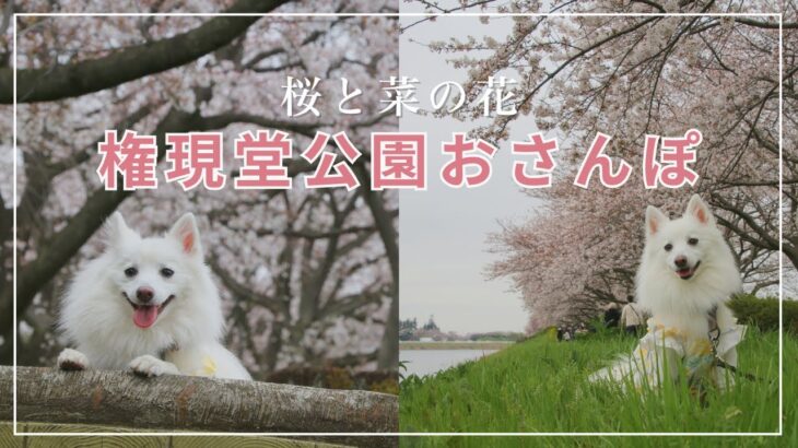 桜が満開の権現堂公園でお散歩！食堂カフェでランチ【日本スピッツ】