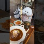 【犬同伴可カフェ】beans mama#兵庫県三木市#ビションフリーゼ #bichonfrise #dog#モフモフ#かき氷