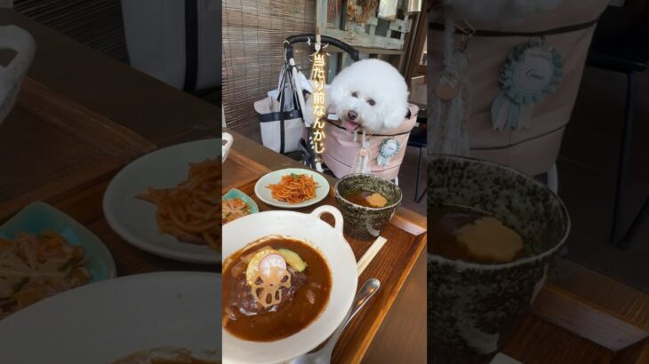 【犬同伴可カフェ】beans mama#兵庫県三木市#ビションフリーゼ #bichonfrise #dog#モフモフ#かき氷