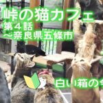 【癒し】😻猫カフェ😻超穴場スポット😻白い箱の争奪戦