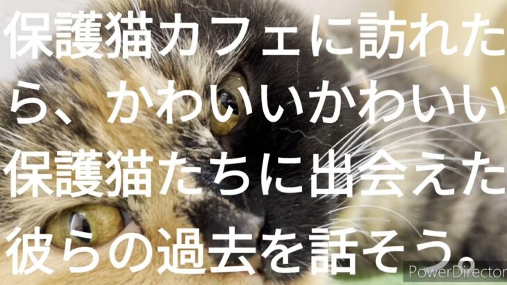 【保護犬猫カフェ巡り　東京編】彼らの幸せのために私たちができる選択とは…？