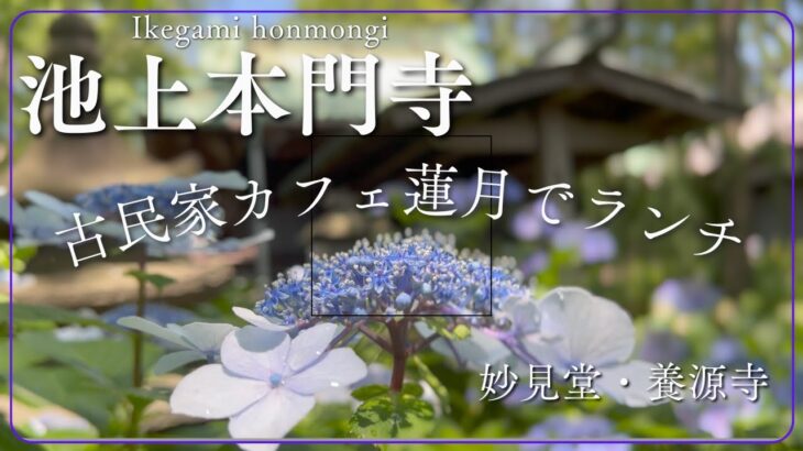 池上本門寺-古民家カフェ蓮月でランチ-/あじさいが見頃、妙見堂・養源寺を巡る