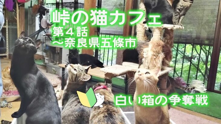 【癒し】😻猫カフェ😻超穴場スポット😻白い箱の争奪戦