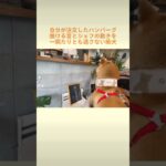 どんぴーの最近の趣味はカフェ巡り #しばいぬ #柴犬