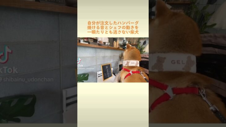 どんぴーの最近の趣味はカフェ巡り #しばいぬ #柴犬