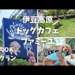 【犬連れ♡伊豆高原ランチ】店内OKドッグカフェ🐶ファミーユでランチ🍴ドックラン/のんびり過ごせるカフェ☕