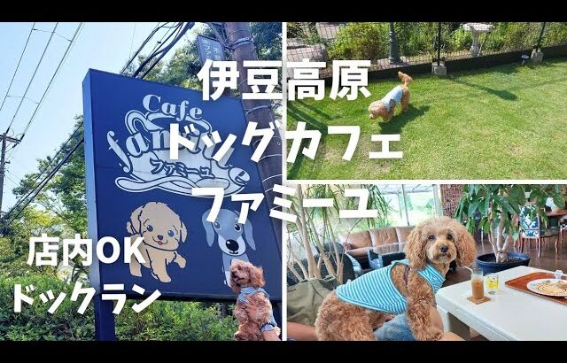 【犬連れ♡伊豆高原ランチ】店内OKドッグカフェ🐶ファミーユでランチ🍴ドックラン/のんびり過ごせるカフェ☕