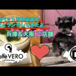 【兵庫•大阪】室内ペット可のお店で愛犬とランチしてきたよ【cafevero、cafeD】