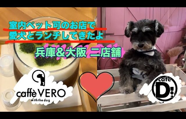 【兵庫•大阪】室内ペット可のお店で愛犬とランチしてきたよ【cafevero、cafeD】