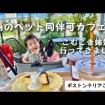 那覇のペット同伴可カフェにこむこま姉妹と行ってきました♪【ボストンテリア】こむぎ