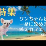 「特集✨ワンちゃんが涼める映えカフェ」vol.1