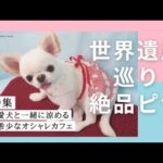 特集!愛犬と一緒に涼める希少なオシャレカフェvol2⭐︎世界遺産を見たあとに食べる絶品ピザ⭐︎