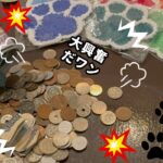 第5回保護犬募金 【アカデミーカフェ】