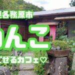 【岐阜県わんこOKのカフェ】とっても癒される森の中のカフェ