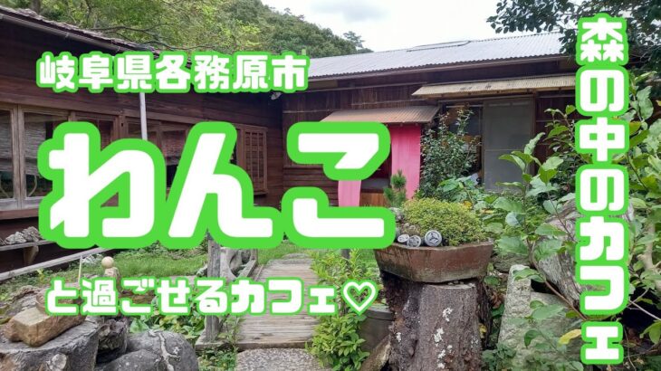 【岐阜県わんこOKのカフェ】とっても癒される森の中のカフェ