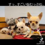 #入間 の #店内ペット可 カフェ popusさん メニュー多くて楽しかったよぉ♡ #chihuahua #toypoodles  #チワプー #多頭飼いの日常