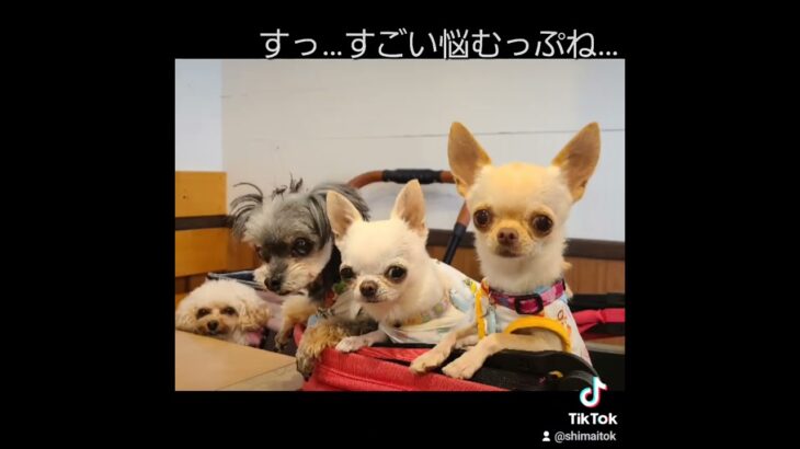 #入間 の #店内ペット可 カフェ popusさん メニュー多くて楽しかったよぉ♡ #chihuahua #toypoodles  #チワプー #多頭飼いの日常