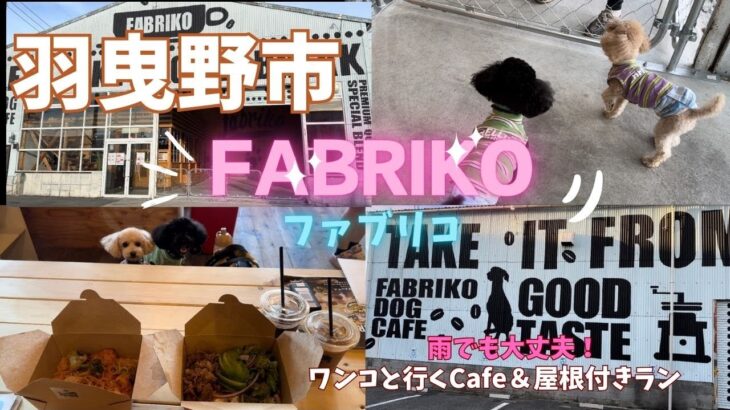 【2024年4月OPENワンコ同伴カフェFABRIKO】大阪羽曳野市にCafe＆ラン☺雨でも大丈夫！ご飯も美味しい🎵#トイプードル #toypoodle #犬 #犬のいる生活 #愛犬