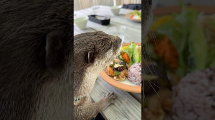 Stylish Lunch at a Cafe in Sagamihara😋😋 #shorts #aty #otter #WaterSausage