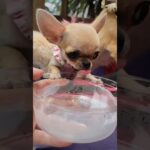 #コナズ珈琲 #バタフライピー #ペット可レストラン #chihuahua #chihuahuapuppy #toypoodles #多頭飼いの日常