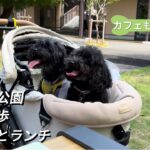 【ペット可カフェ】愛犬と行けるランチ&散歩in名古屋の鶴舞公園