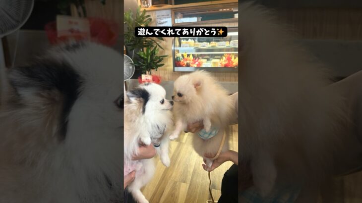 カフェで看板ポメと遊ぶポメラニアン #ポメラニアン #pomeranian #shorts