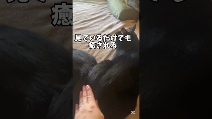 超穴場な猫カフェ！！