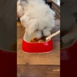 【犬がカフェでランチする時代】ニコのニコニコドッグカフェ　　#ニコダッシュ #ニコ生 #犬 #癒し #マルチーズ #ドッグラン #ドッグカフェ #カフェ #カフェ巡り #ドッグフード