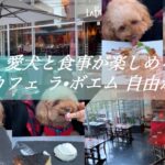 愛犬と食事が楽しめる　カフェ　ラ•ボエム　自由が丘