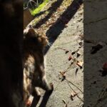 1206☀🍃カフェオレちゃん、紅葉🍁にも映えてますね❣🤗😽🐾❤