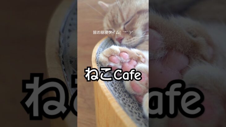 【Cafe巡り】初体験ぼっちでねこCafe 可愛い猫に癒されて moff#猫カフェ