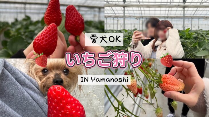 【山梨vlog】愛犬と一緒にいちご狩り🍓｜ペット可能な山梨カフェ｜笛吹市